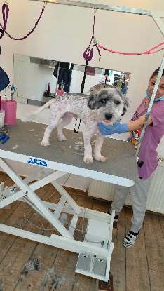 Adopter Milou