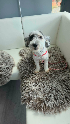 Adopter Milou