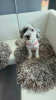 Milou