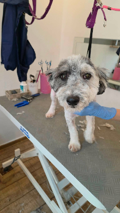 Adopter Milou