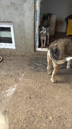 Adoption Milou