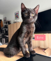 Adopter  chat : écho adoptable avec un chat déj