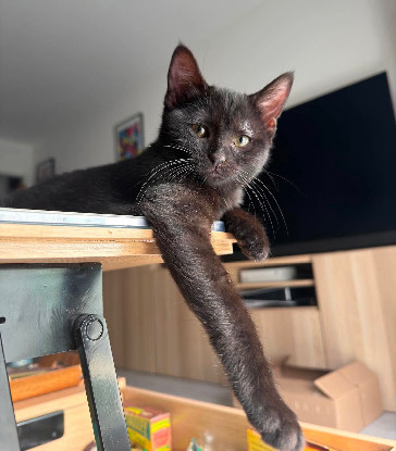 Adopter écho adoptable avec un chat déj