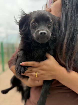 Adopter Guiness
