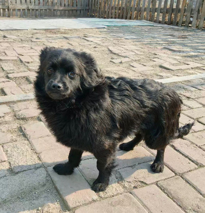 Adopter Guiness