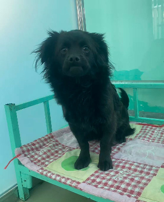 Adopter Guiness