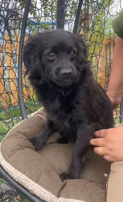 Adoption Guiness