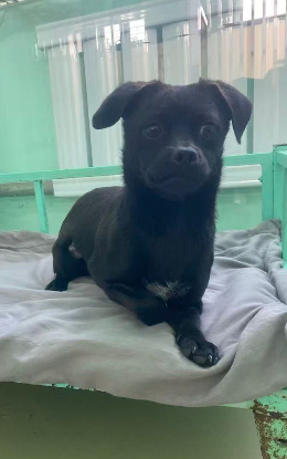Adopter Pepsi