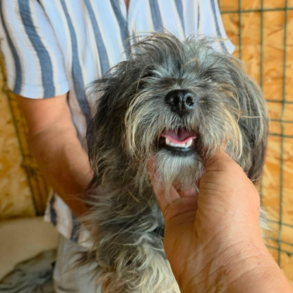 Adopter Wendy