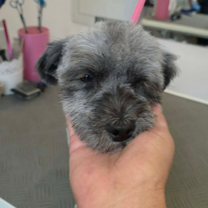 Adopter Wendy