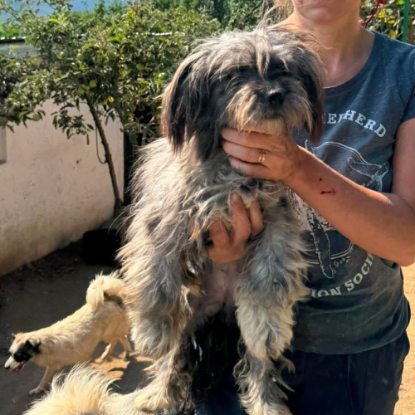 Adoption Wendy