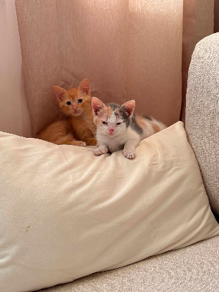 Adopter Brooksy et barnabé