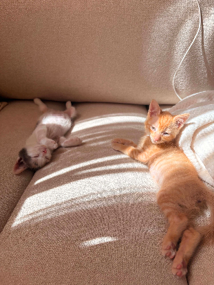 Adopter Brooksy et barnabé