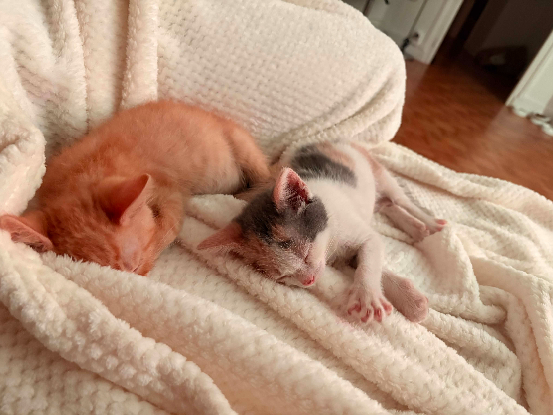 Adopter Brooksy et barnabé