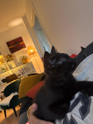 Adopter Luna