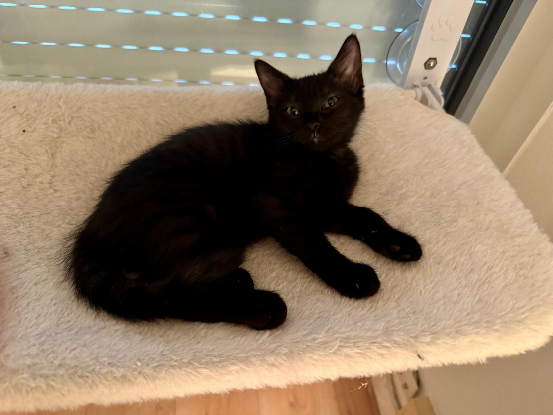 Adopter Luna