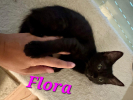 Flora