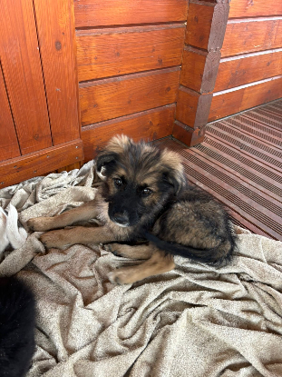 Adopter Warren