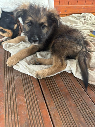Adopter Warren