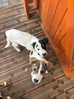 Adopter Toldeo
