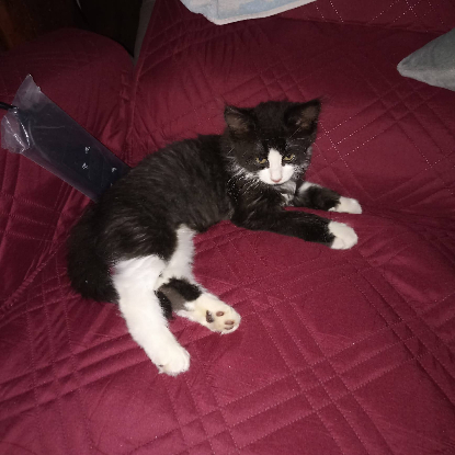 Adopter Félix