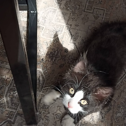 Adopter Félix