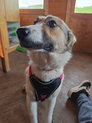 Adopter Kaitlyn