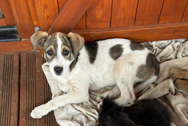 Adopter Fidji