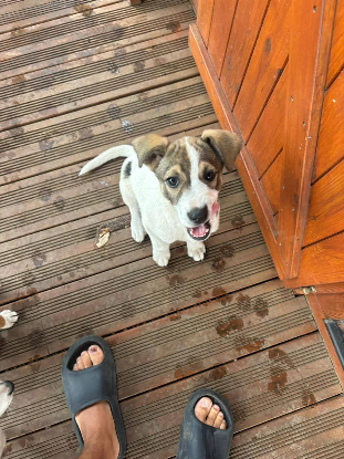 Adopter Fidji
