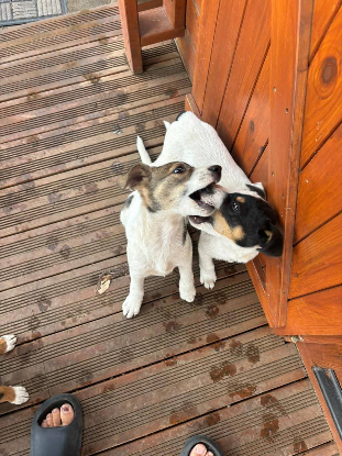 Adoption Fidji