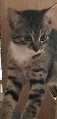 Adopter Bonito