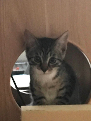 Adoption Bonito