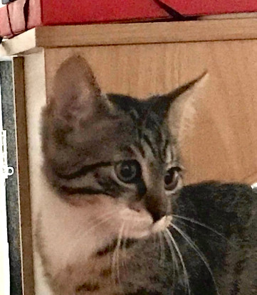 Adoption Bonito