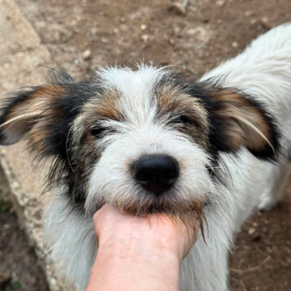 Adopter Ozie