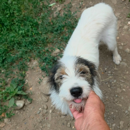 Adopter Ozie