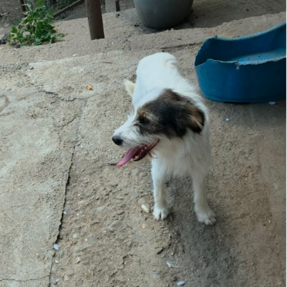 Adopter Ozie