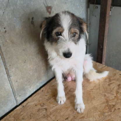 Adoption Ozie