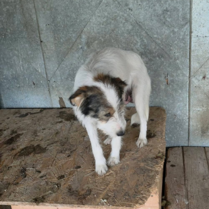 Adoption Ozie