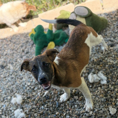 Adopter Samia