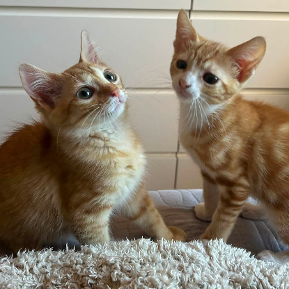 Adopter Ysee et cyrine