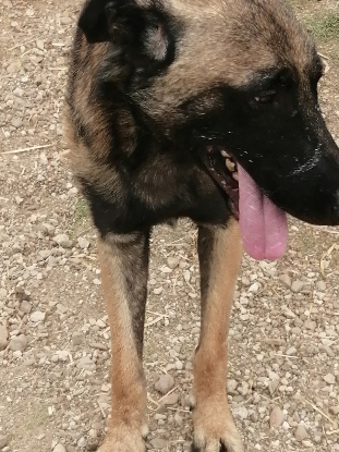 Adopter Batman