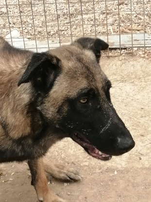 Adopter Batman