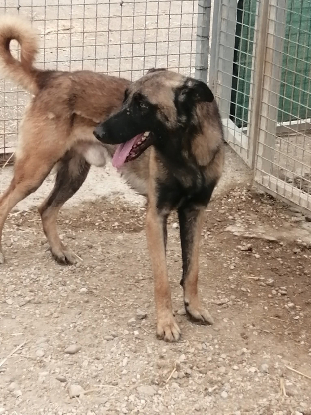 Adoption Batman