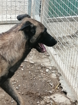 Adoption Batman