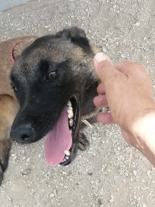Adopter Mandi