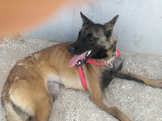 Adoption Mandi