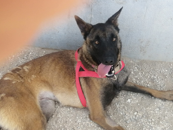 Adoption Mandi