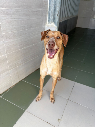 Adopter Canelo