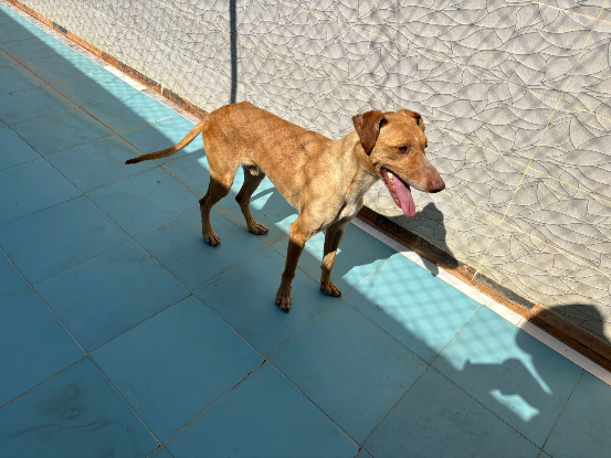 Adoption Canelo