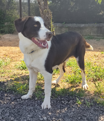 Adopter Léo